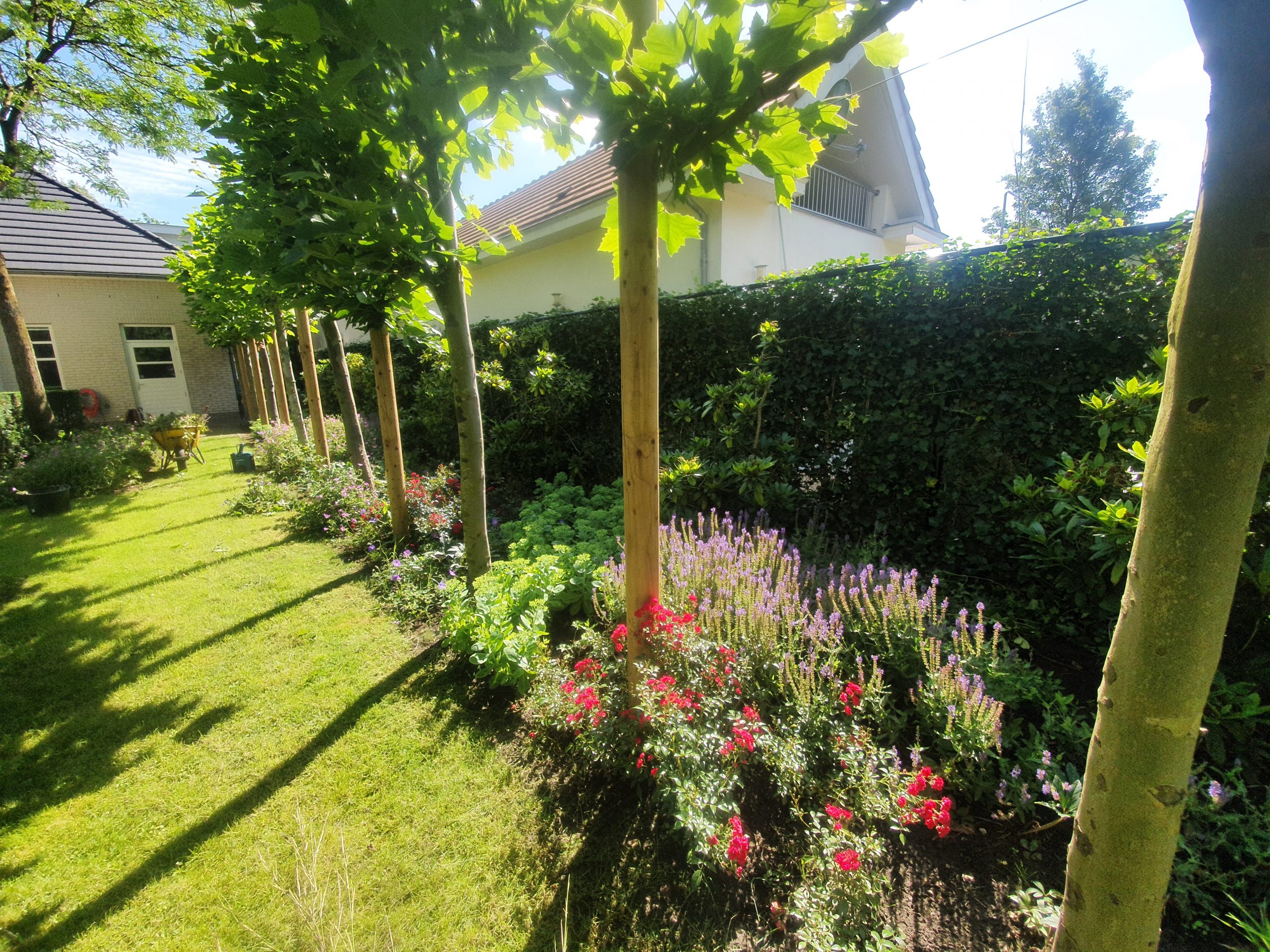 Border aanplant (voor en na)